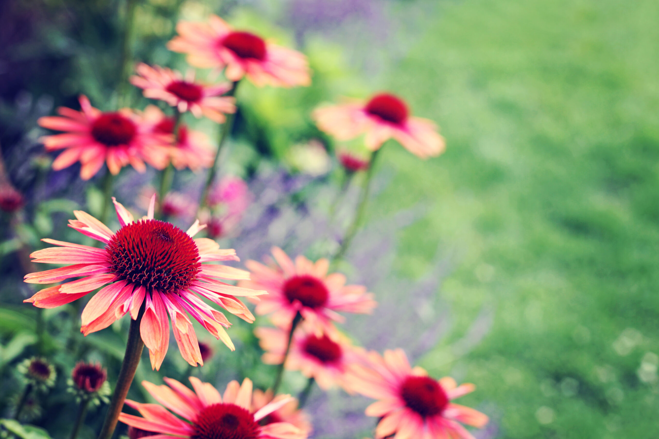 Echinacea flowers in garden