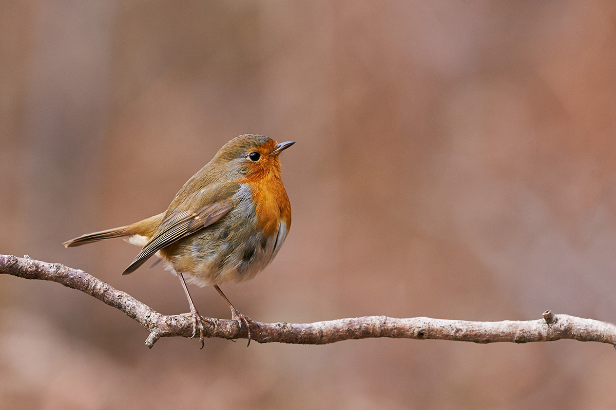 Bird perched on a branch